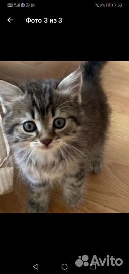 Очень красивый котёнок