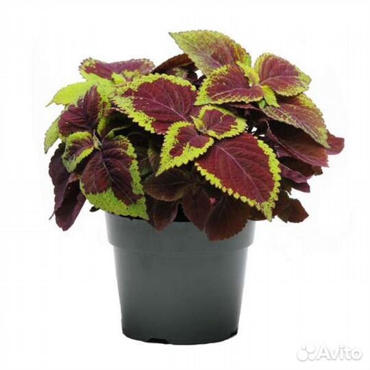 Крапивка(колеус)