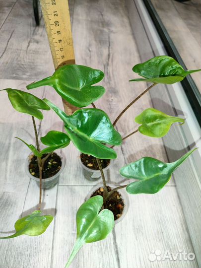 Алоказия Стингрей