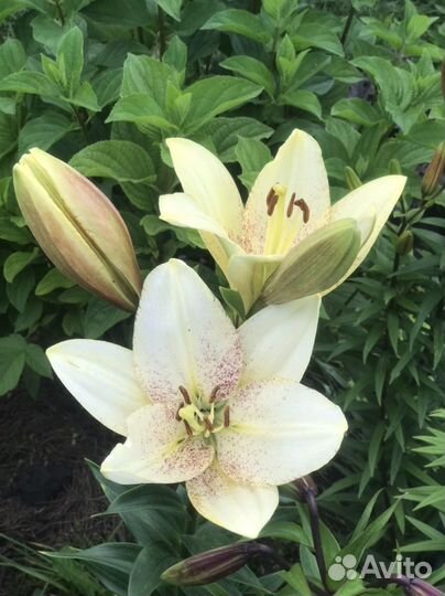 Цветы из сада