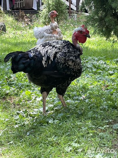 Молодой петушок