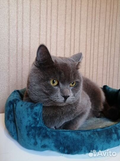 Лежанка для собак и кошек