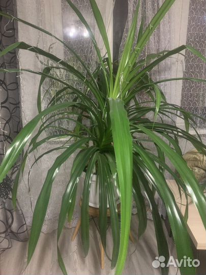 Пальма панданус