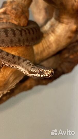 Змеелов - Отлов змей