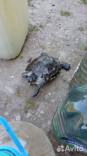 Красноухая черепаха