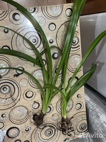 Домашние цветы Аглонема и Амариллис красный