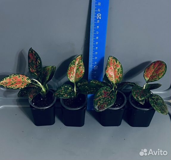 Аглаонема Шоколад