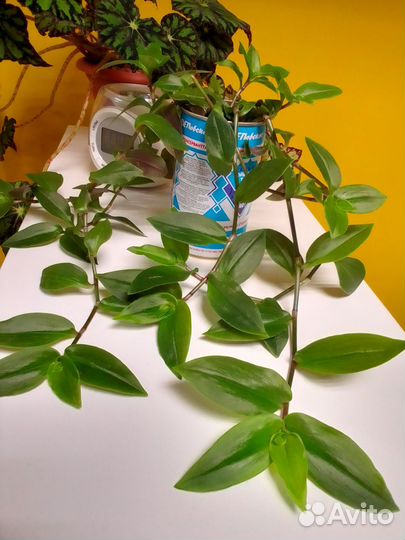 Традесканция Приречная