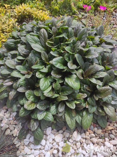 Почвопокровные растения 1