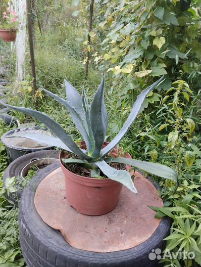 Агава (детки)