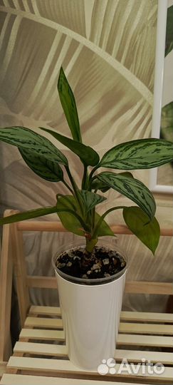 Аглаонема Мария Кристина