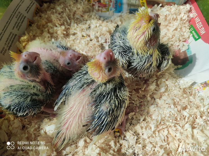 Попугай карелла птенцы