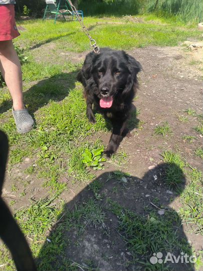 Бумер в дар