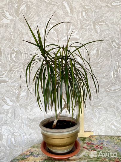 Пальма Драцена, 0,8м, с горшком