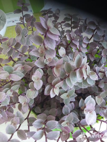 Кализия розовая,зеленая,желтая, вариегатная