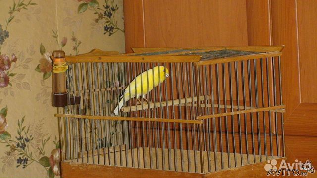 Канарейки овсяночного напева