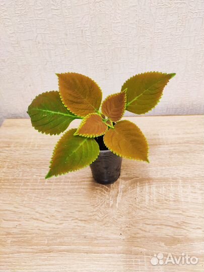 Колеусы вегетативные