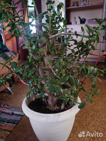 Фикус бенджамина