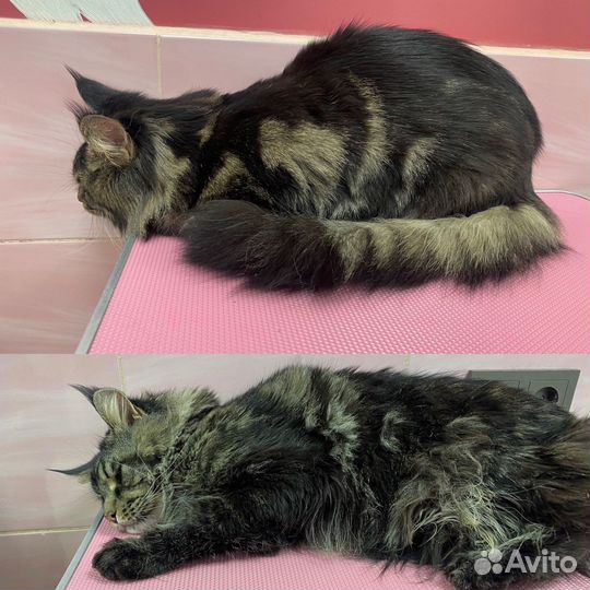 Профессиональный груминг кота / кошки