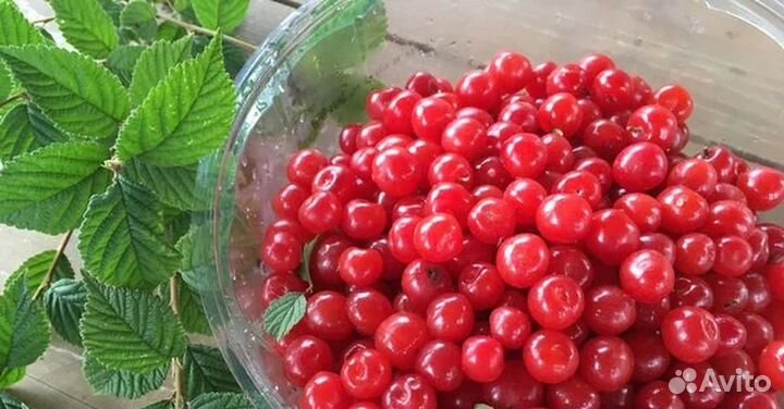 Саженцы войлочной вишни