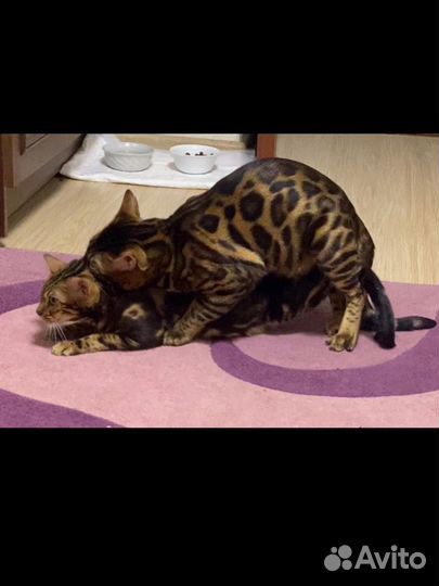 Вязка С красавчиком бенгалом