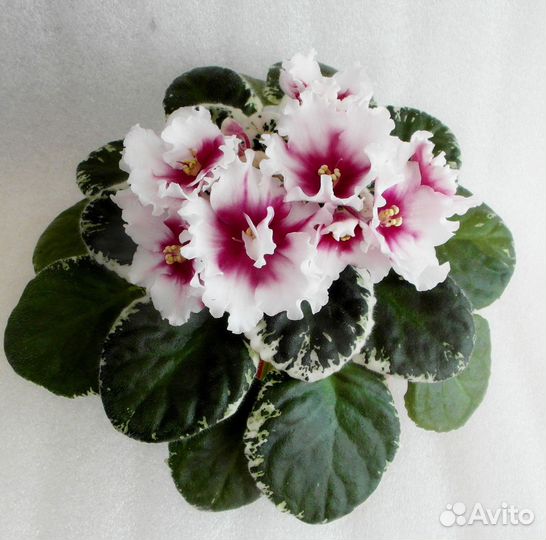 Детки сортовых фиалок