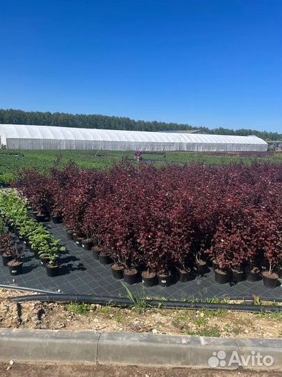 Инвестиции в питомник растений