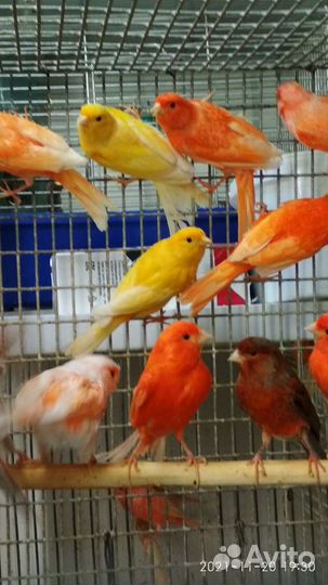 Канарейки певчие
