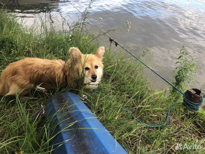 Собака в добрые руки