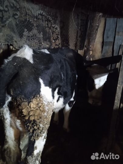 Продам корову