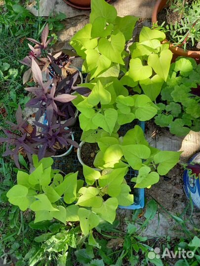 Эпомея сортовая