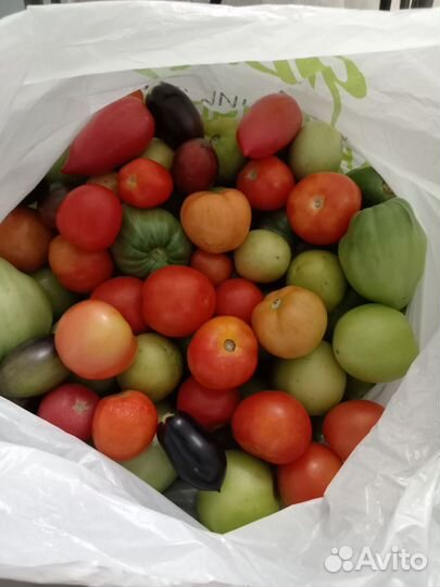 Помидоры домашние