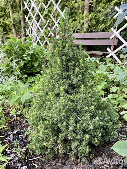 Ель канадская коника