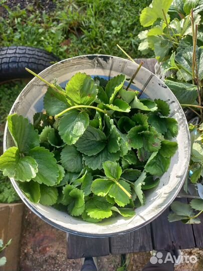 Рассада клубники