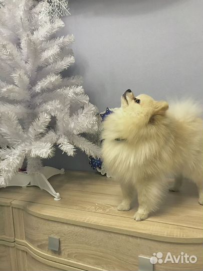 Шпиц(вязка)