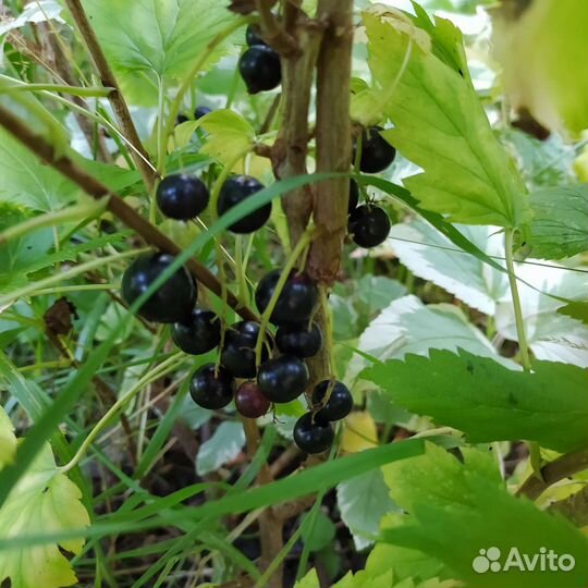 Малина и другие плодовые кустарники
