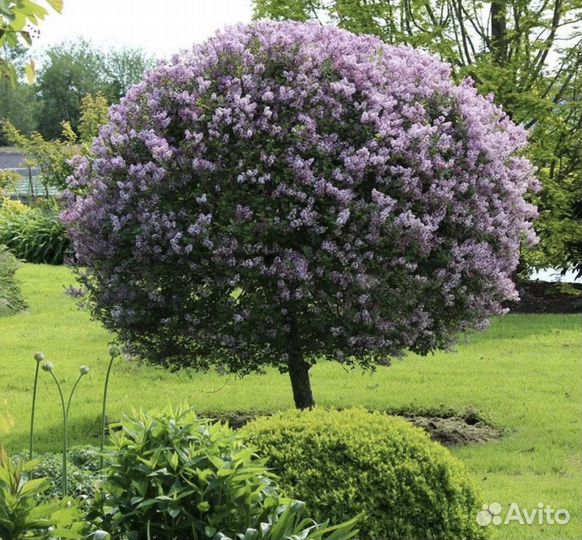 Сирень венгерская