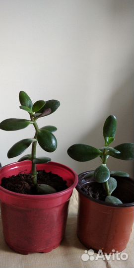 Декабрист, Колеус,Сансевиерия, толстянка