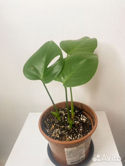 Монстера деликатесная