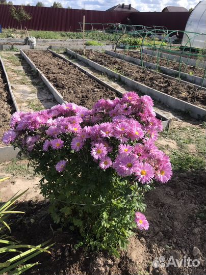 Хризантемы