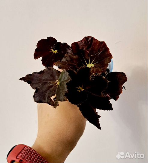 Бегонии Тростниковые