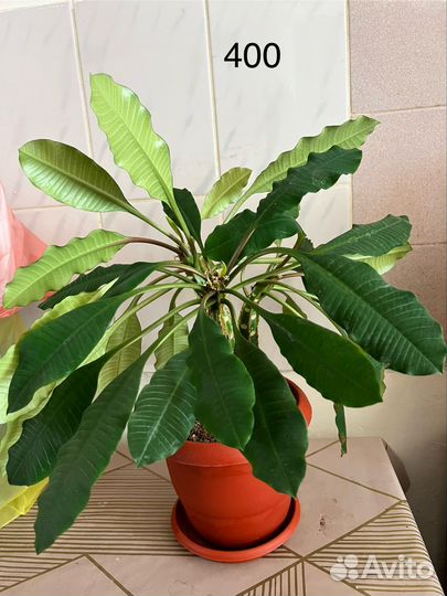 Комнатные растения