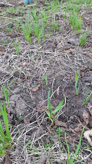 Чеснок озимый рассада