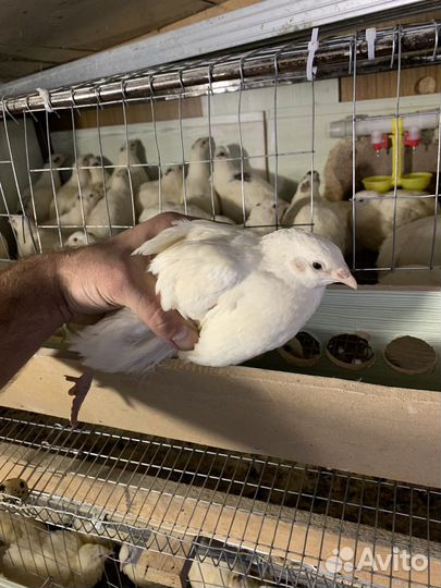 Перепела тушка