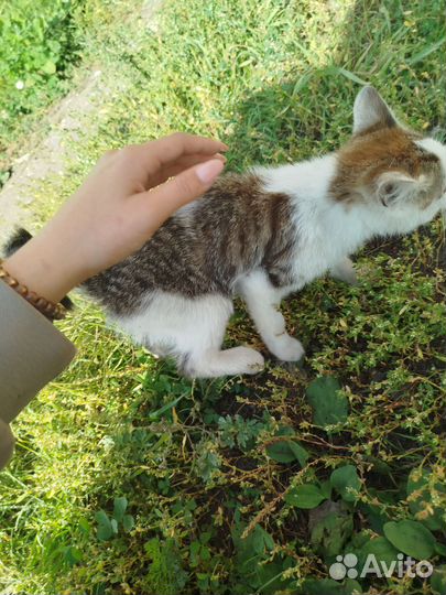 Отдам в добрые руки котёнка мальчика