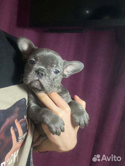 Француженка окрас голубой