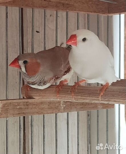 Зебровые амадины