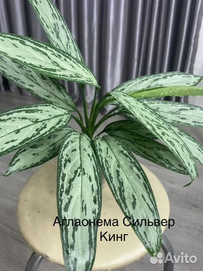 Аглаонемы