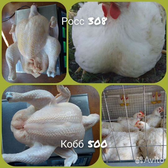 Кобб на январь