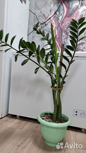 Замиокулькас